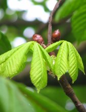 Augen und Beine, o) / ***