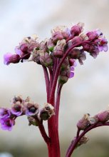 Die feuerrote Blume / ***