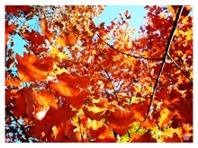 Herbst verrückt / ***