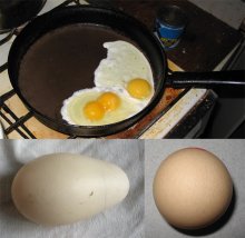 "Holocaust" in der Geflügelfarm / ***