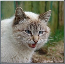 Feral schnurrende. / ***