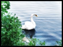 White Swan / ***