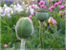 Mohn / ***