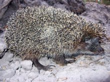 Igel / ***