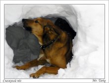 Snow Dog / ***