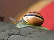 Schnecke / ***