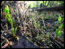 Waldlandschaft / ***