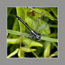 ... Ziege / ***