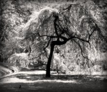 Hieroglyphe / ***