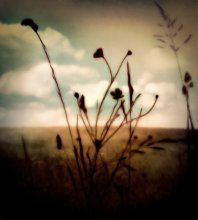 HOPE / ***