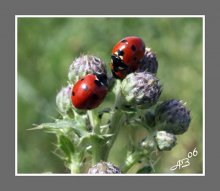 Die Liebe zu drei. / ***