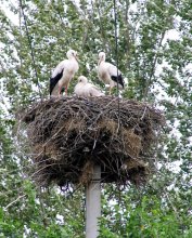 Störche / ***