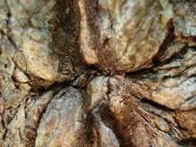 Eichenrinde / ***