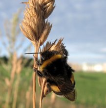 Morgen träumen. / ***