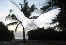 Seychellen Bird / ***