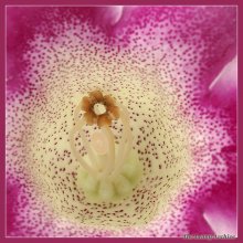 Gloxinia. Makro. Glyamur:) / ***