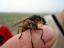 Die meisten fliegen (Hornisse) / ***