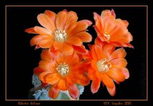 Red Tag Kalender / Rebutia heliosa