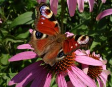 Schmetterling / ***