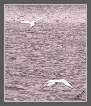 ... Stolz fliegt ... / ***