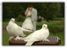 Liebe und Tauben / F/4.5, 1/500 sec