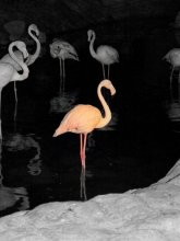 Night Flamingos / ***
