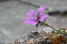 kvetachka ¢ Stein Goradze Budva / ***