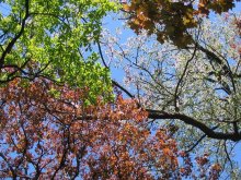 Drei Farben / ***