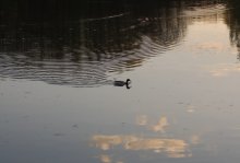 Duck / ***