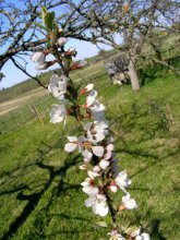 Der Frühling ist da! / ***