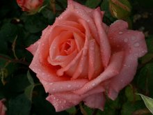 Rose / ***