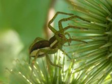 Spider auf Distel / ***