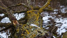 Alter Baum / ***