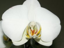 Orchidee / ***