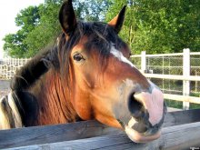 Pferd / ***
