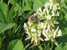 Im duftenden Klee / *****