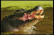 Krokodil / ***