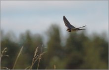 c im Frühjahr von uns fliegen / ***