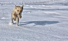 Running in snow / ***