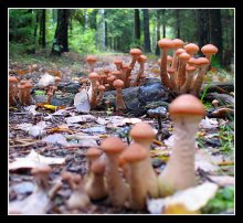 Mushroom Kingdom. / ***