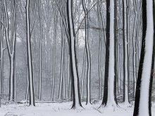 Im Wald / .....