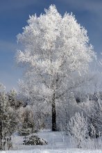 Birch in Wintermantel / ***