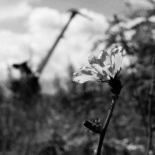 über die Natur und Menschen / ********