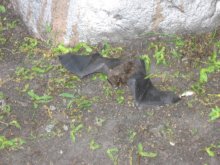 Geflügelte Maus / .......