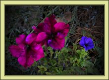 Das hässliche Entlein ... / *******