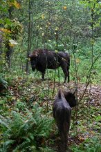 Bison im Wald / ***