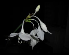 Blume / ***