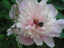 Käfer in der Blüte / ***