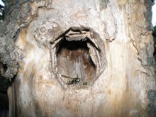 Wasp in einem Baum / ***