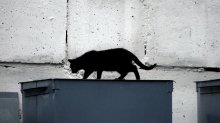 schwarze Katze / ..........